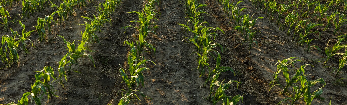 Rows of crops in a field